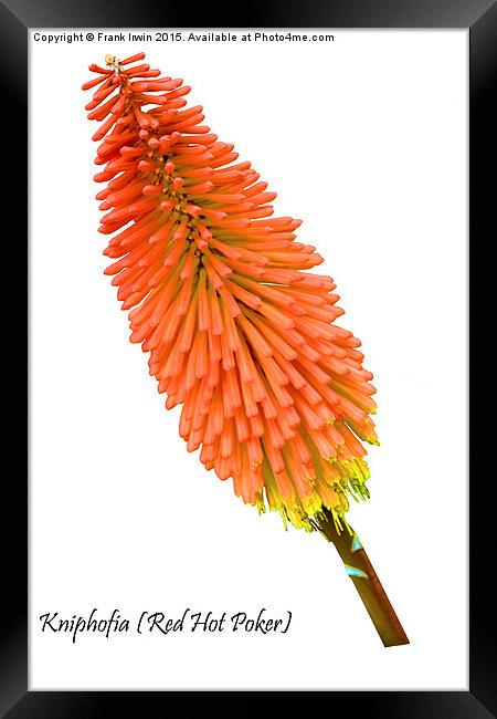  Red Hot Poker plant, Kniphofia. Framed Print by Frank Irwin