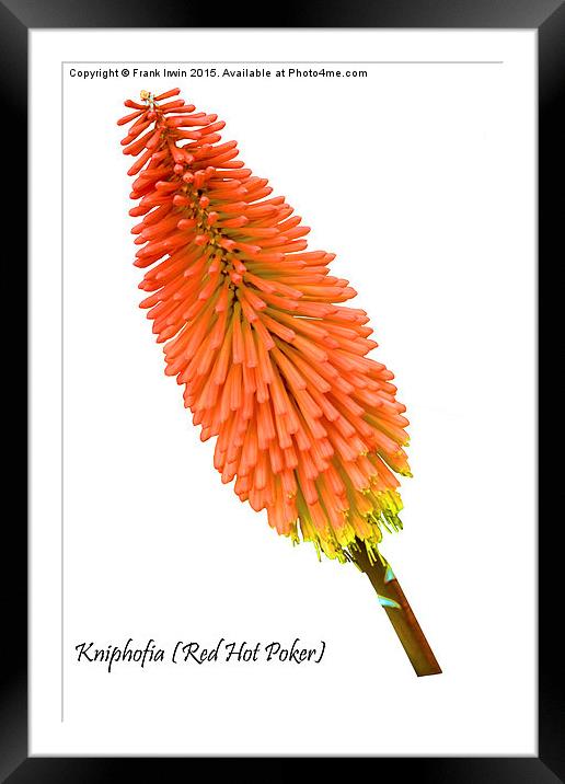  Red Hot Poker plant, Kniphofia. Framed Mounted Print by Frank Irwin