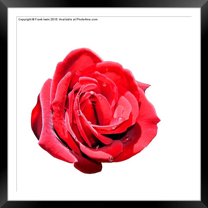  A beautiful Red "Hybrid Tea" rose Framed Mounted Print by Frank Irwin