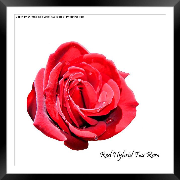 A beautiful Red "Hybrid Tea" rose Framed Mounted Print by Frank Irwin