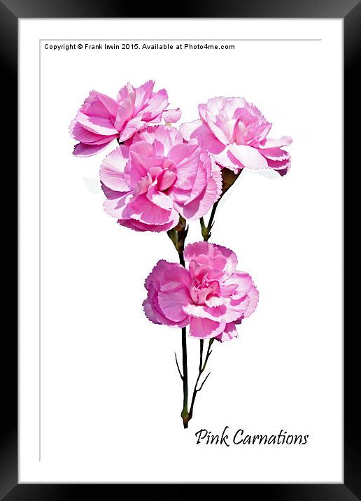 Beautiful, colourful carnations (Pinks) Framed Mounted Print by Frank Irwin