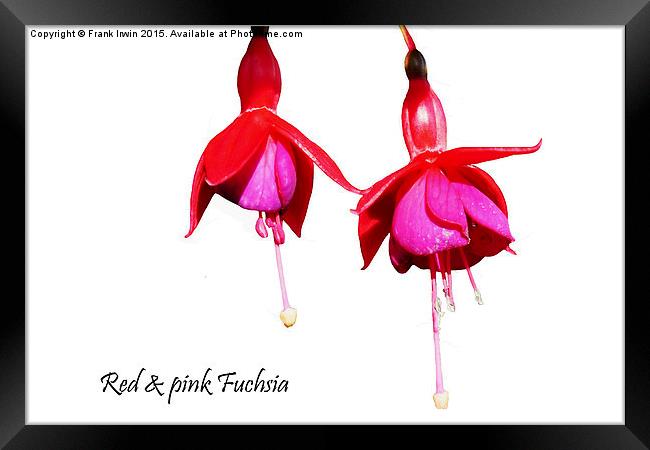  Beautiful Red & Purple Fuchsia Framed Print by Frank Irwin