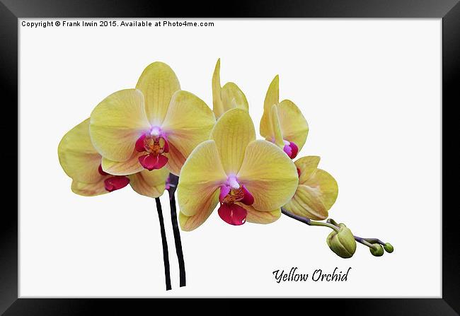  Beautiful yellow orchid Framed Print by Frank Irwin