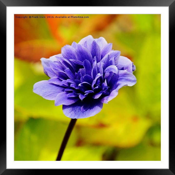 Anemone, growing in the wild Framed Mounted Print by Frank Irwin