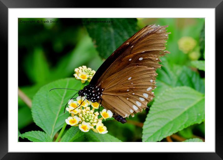 The Oriental Great Eggfly Framed Mounted Print by Frank Irwin