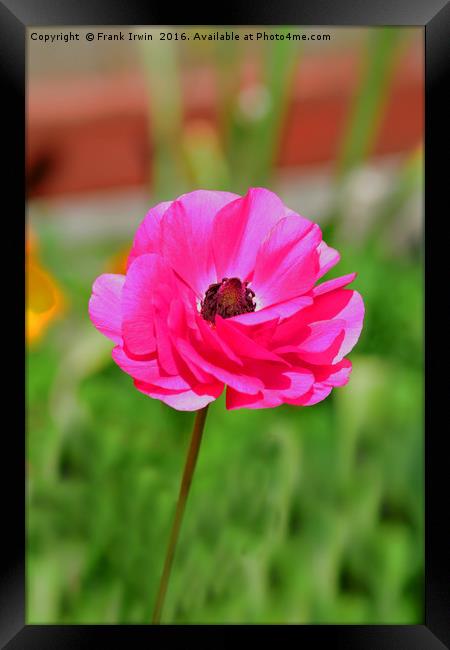 Colourful Ranunculus Framed Print by Frank Irwin