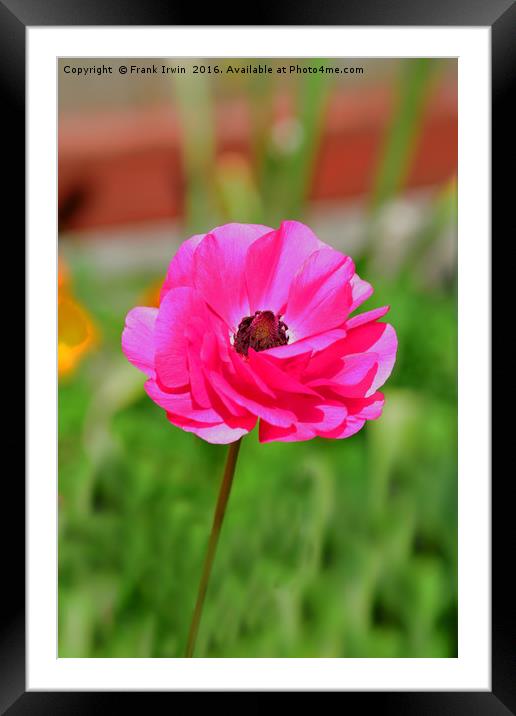 Colourful Ranunculus Framed Mounted Print by Frank Irwin