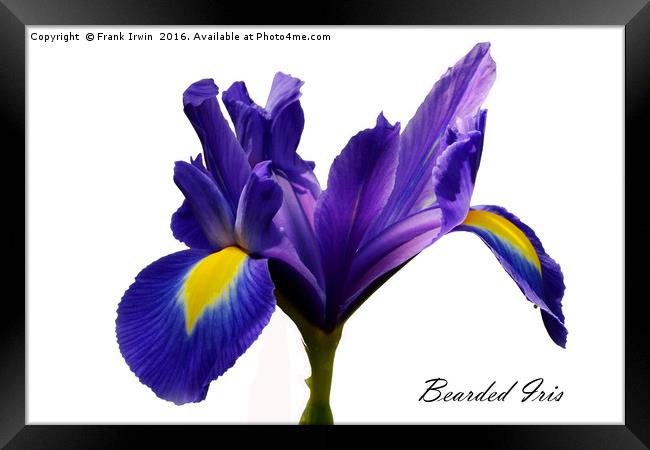 Beautiful Bearded Iris Framed Print by Frank Irwin