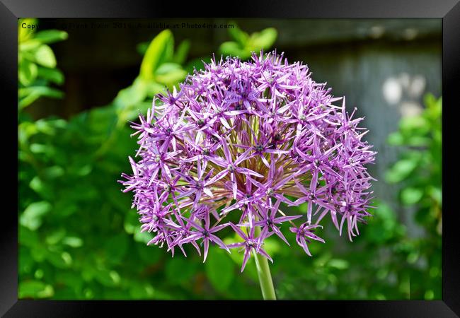 Allium Harlem Superglobe Framed Print by Frank Irwin