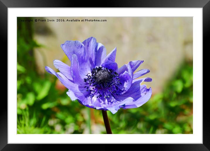Windswept little Anemone Framed Mounted Print by Frank Irwin