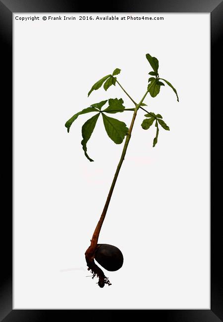 A "Conker" turning into a Horse Chestnut tree. Framed Print by Frank Irwin