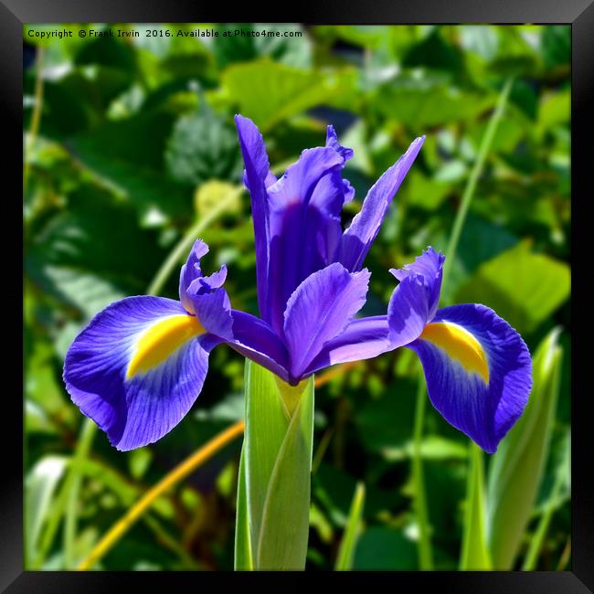 Beautiful Blue Spring Iris Framed Print by Frank Irwin