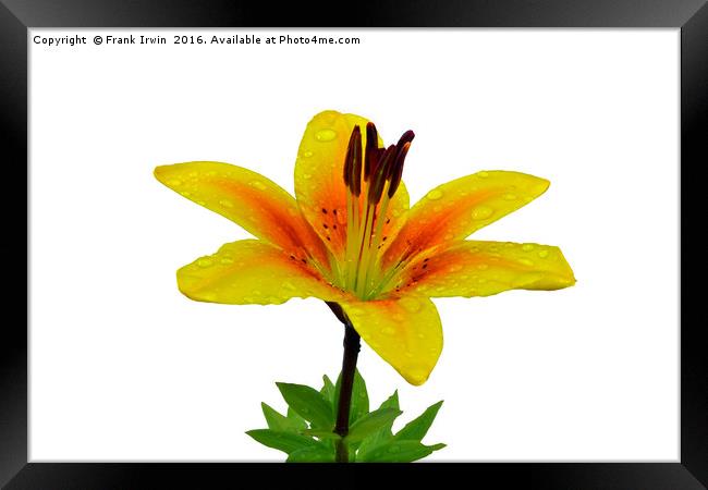 Beautiful Yellow Lily close up Framed Print by Frank Irwin