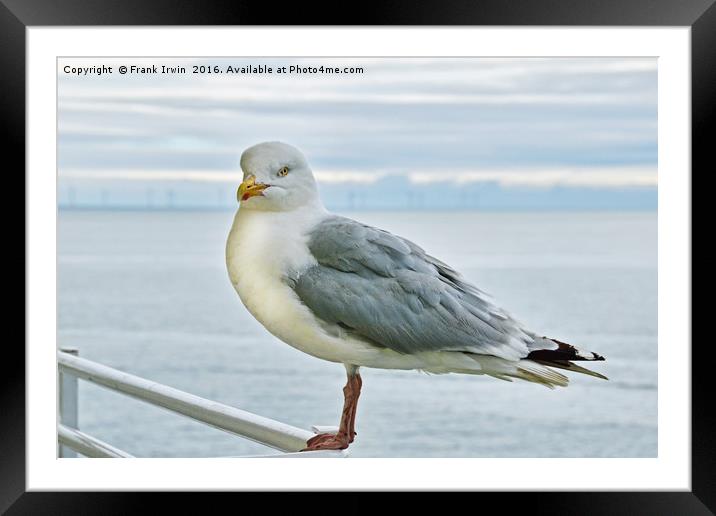 Seagull on high, posing for the camera Framed Mounted Print by Frank Irwin