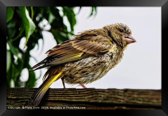 Young Greenfinch visitor Framed Print by Frank Irwin