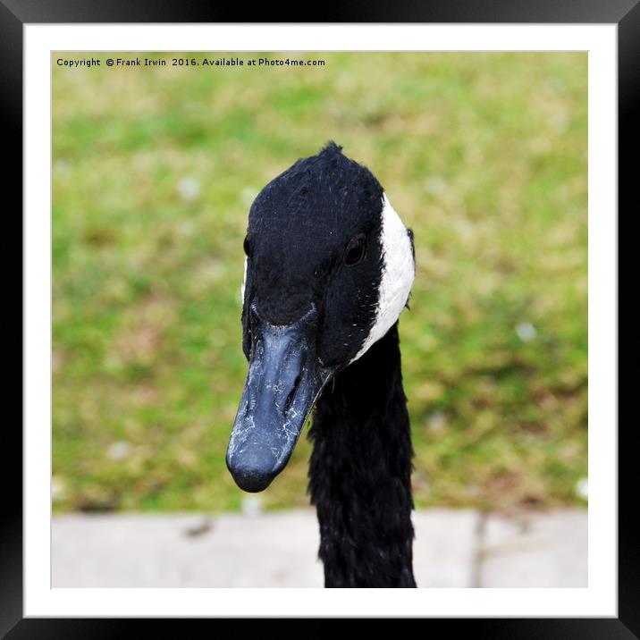 "What's that thing in your hand?" Asked the Goose. Framed Mounted Print by Frank Irwin