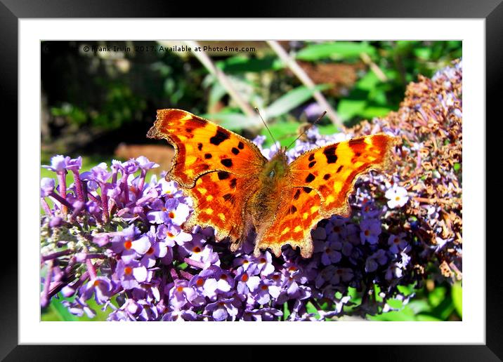 The Comma butterfly enjoying a feast Framed Mounted Print by Frank Irwin