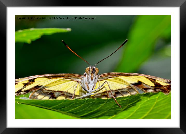 The Malechite butterfly staring me down! Framed Mounted Print by Frank Irwin