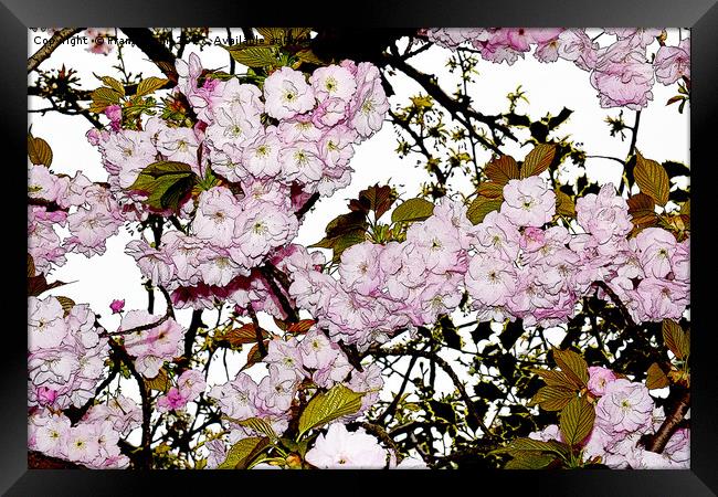 Cherry Blossom artistically portrayed Framed Print by Frank Irwin