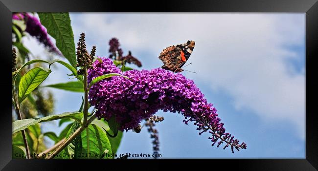 Buddleia & Red Admiral Framed Print by Frank Irwin