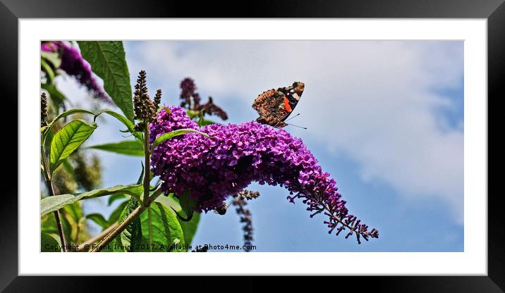 Buddleia & Red Admiral Framed Mounted Print by Frank Irwin