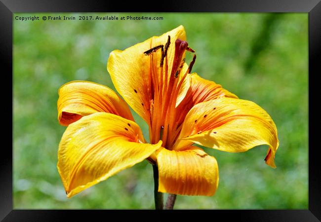 Yellow Lily in semi close-up Framed Print by Frank Irwin