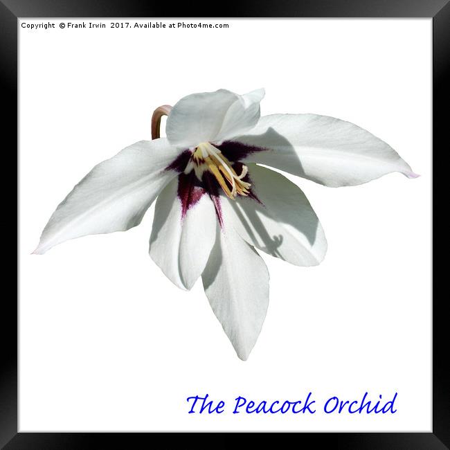 The Peacock Orchid Framed Print by Frank Irwin