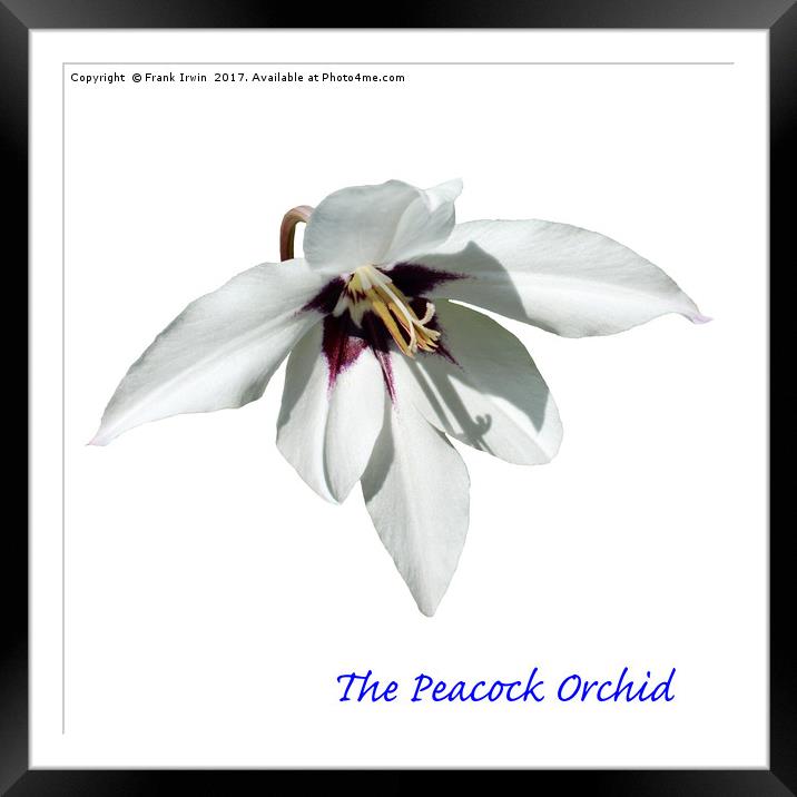 The Peacock Orchid Framed Mounted Print by Frank Irwin