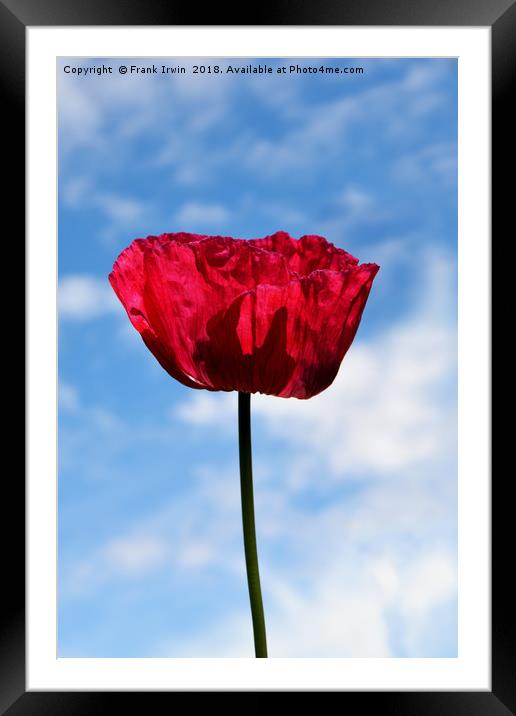 Beautiful Red Poppy Framed Mounted Print by Frank Irwin