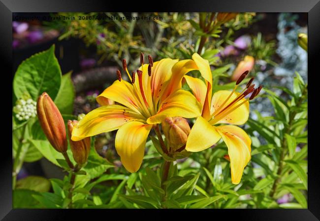 Two beautiful yellow Lilies Framed Print by Frank Irwin