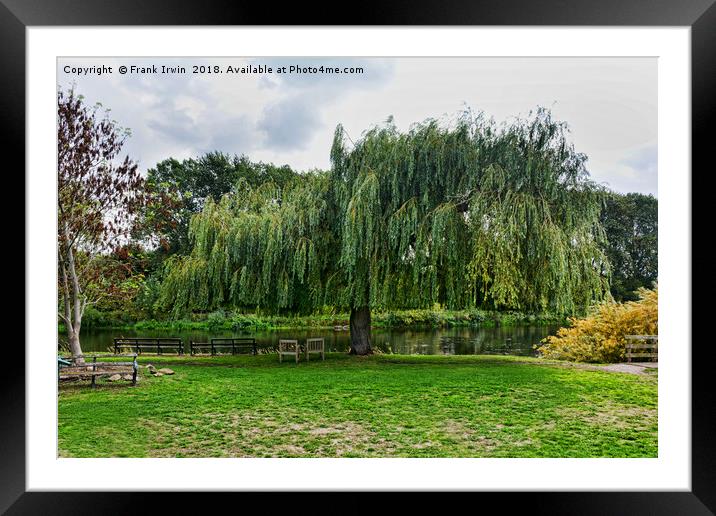 A massive Salix Babylonica by the River Trtent Framed Mounted Print by Frank Irwin