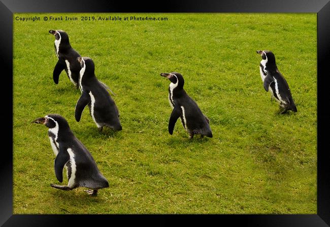 Humboldt penguins frolicking around Framed Print by Frank Irwin