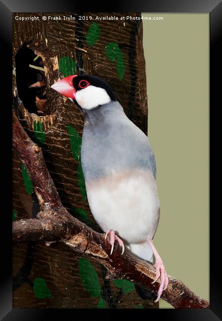 The Java sparrow (Lonchura oryzivora), Framed Print by Frank Irwin