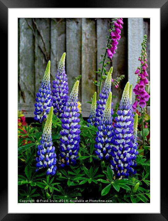 Beaufiful, colourful, giant Lupins Framed Mounted Print by Frank Irwin