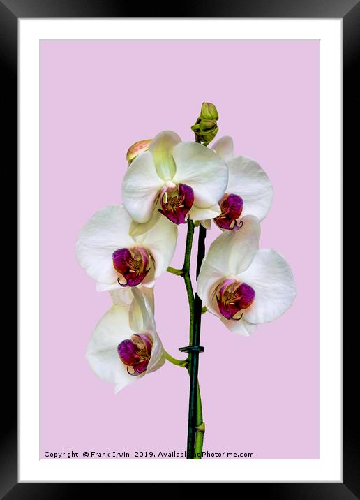 The Phalaenopsis or 'Moth Orchid'  Framed Mounted Print by Frank Irwin