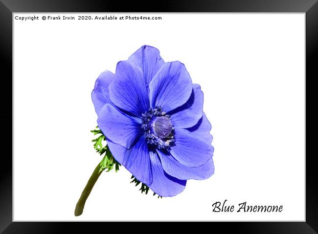 Blue Anemone with designation Framed Print by Frank Irwin