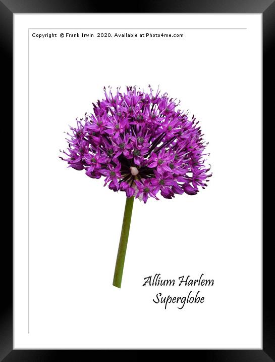 Allium Haarlem Superglobe Framed Mounted Print by Frank Irwin