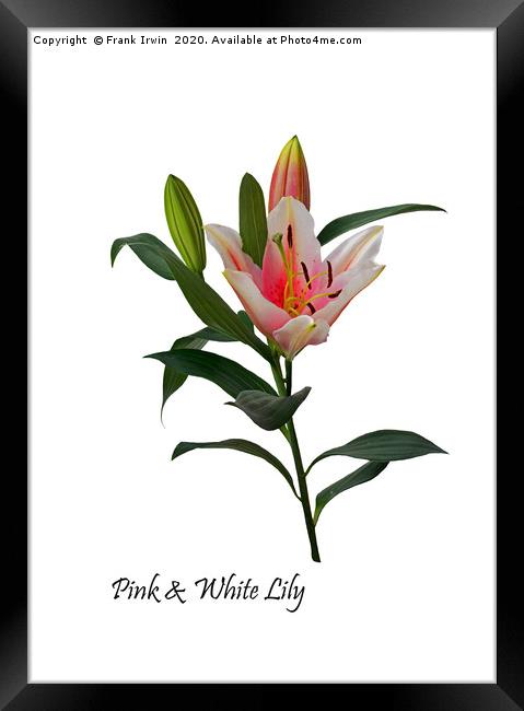 Pink and White Lily Framed Print by Frank Irwin