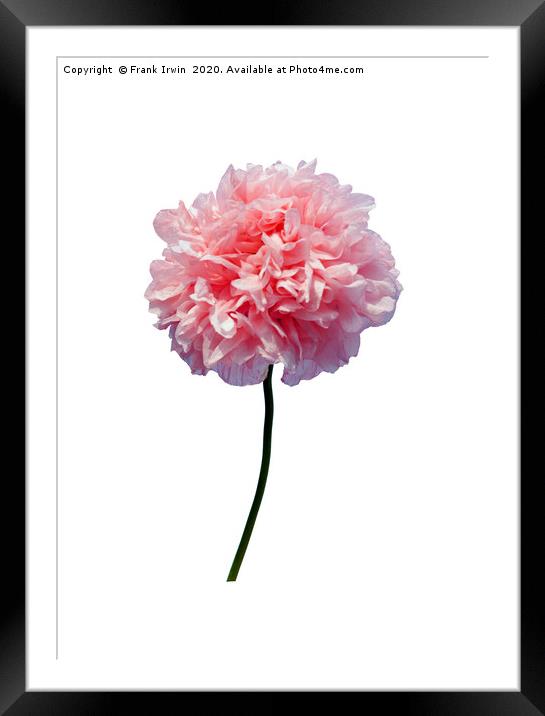 Beautiful Pink Poppy Framed Mounted Print by Frank Irwin