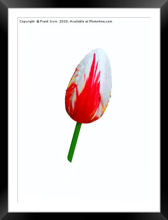 Beautiful variegated Tulip Framed Mounted Print by Frank Irwin