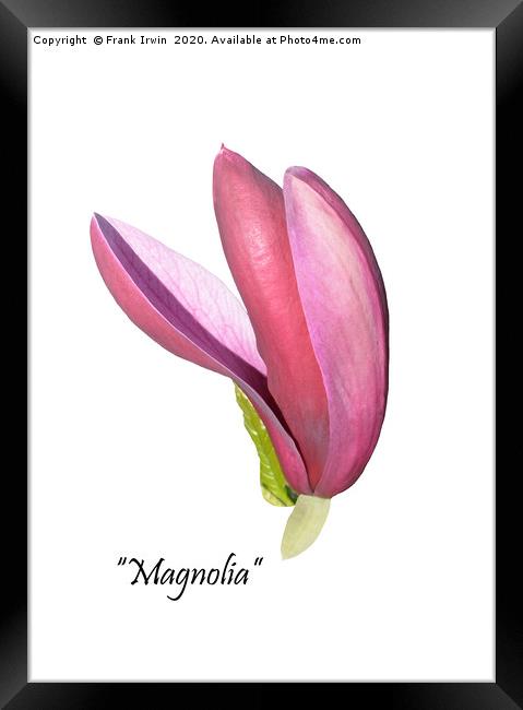 Flower from a beautiful Magnolia shrub. Framed Print by Frank Irwin