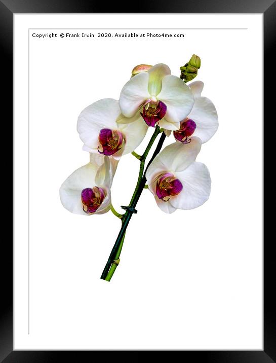 Beautiful White Phalaenopsis Orchid Framed Mounted Print by Frank Irwin