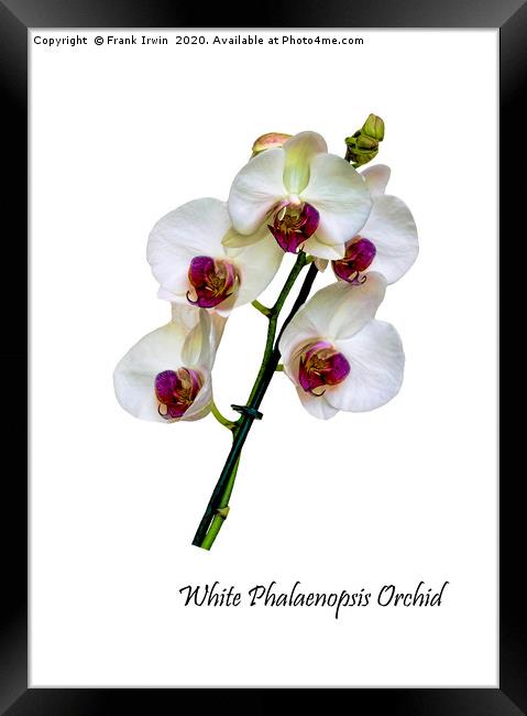 Beautiful White Phalaenopsis Orchid Framed Print by Frank Irwin