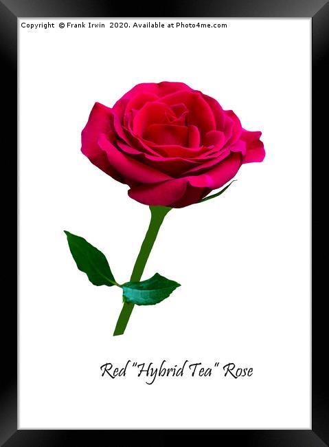 Beautiful Red Hybrid Tea Rose Framed Print by Frank Irwin