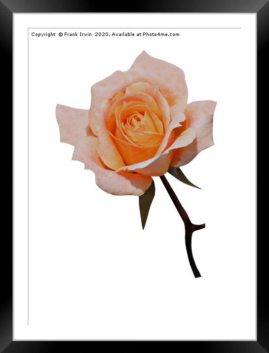 A Beautiful Orange/Pink Hybrid Tea Rose Framed Mounted Print by Frank Irwin