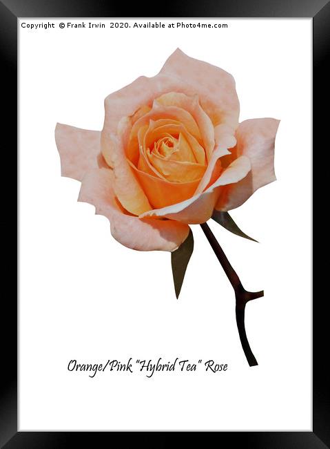 A Beautiful Orange/Pink Hybrid Tea Rose Framed Print by Frank Irwin