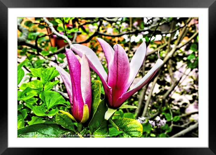 Flowers of the  beautiful magnolia shrub. Framed Mounted Print by Frank Irwin