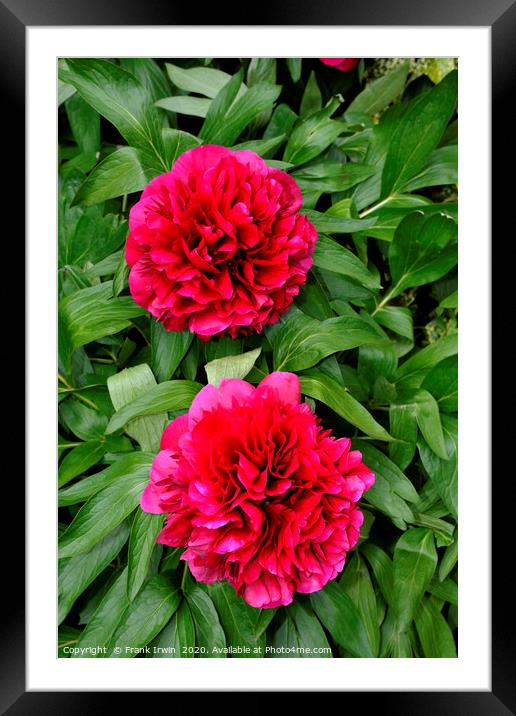 Two full Peoony blooms side by side. Framed Mounted Print by Frank Irwin