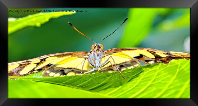 Malachite, Staring me down! Framed Print by Frank Irwin