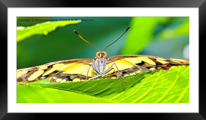 Malachite, Staring me down! Framed Mounted Print by Frank Irwin